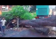 Goan Reporter: Huge Tree Falls Near Siolim Theatre Junction; One Car Driver Injured, Road Diverted via Tarchi Bhat