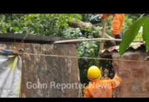 Goan Reporter:: Cashew Tree Collapses Onto House Near Kamleshwar Temple in Rivona, Sanguem