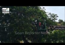 Goan Reporter: Tree Branches Trimmed on 18th June Road, Panjim as Rainy Season Precaution