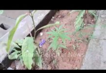 Goan Reporter:: Shocking: Second Ganja Plant Found Near Old Excise Department Office in Panjim