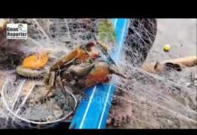 Goan Reporter: Fresh Fish and Crabs Caught by Fisherman in Betim