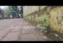 Goan Reporter:: Another Cannabis plant found in Panjim area