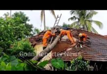 Goan Reporter: Coconut Tree Falls on House in Khorjuem, Aldona; Vicky Nagde and Sister Injured